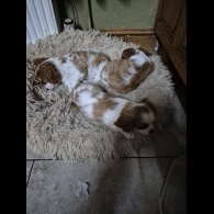 Cavalier King Charles Spaniel