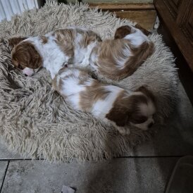 Cavalier King Charles Spaniel