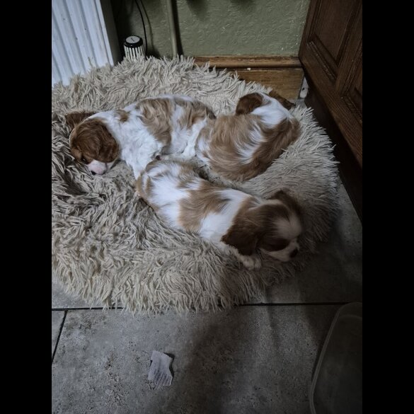 Cavalier King Charles Spaniel