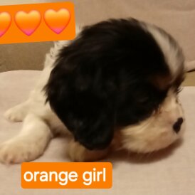 Cavalier King Charles Spaniel