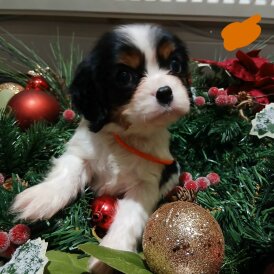 Cavalier King Charles Spaniel