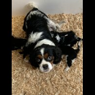 Cavalier King Charles Spaniel