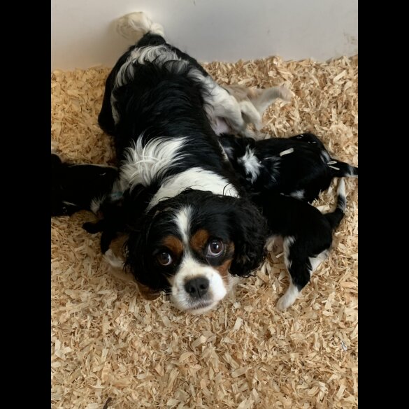 Cavalier King Charles Spaniel