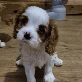 Cavalier King Charles Spaniel