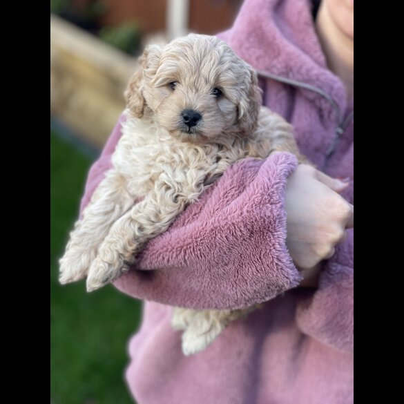 Cavapoo