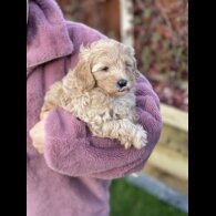 Cavapoo