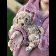 Cavapoo