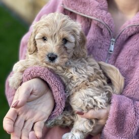 Cavapoo