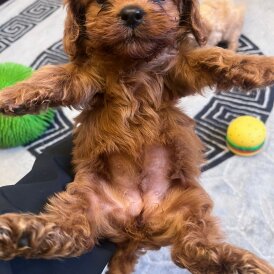 Cavapoo