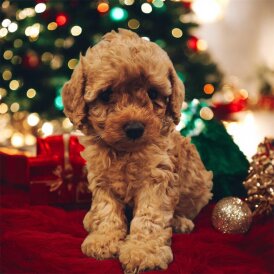 Cavapoo