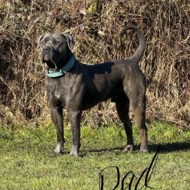 Cane Corso