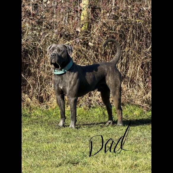 Cane Corso
