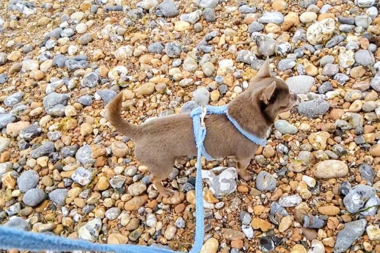 Chihuahua