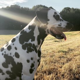 Dalmatian