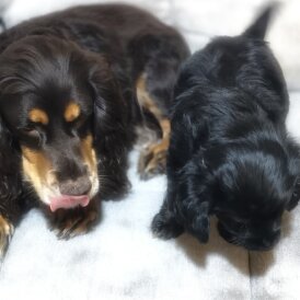 Working Cocker Spaniel