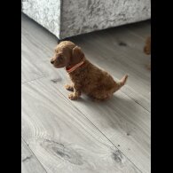 Cockapoo