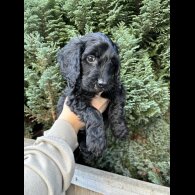 Cockapoo
