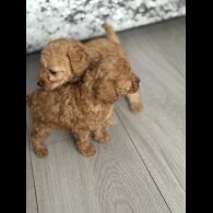 Cockapoo