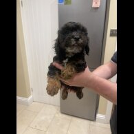 Cockapoo