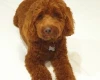 Cockapoo