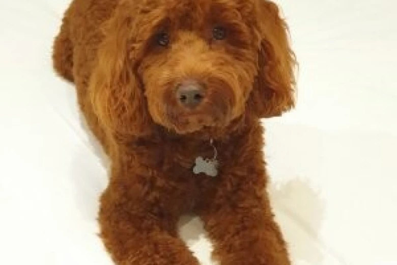 Cockapoo
