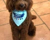 Cockapoo