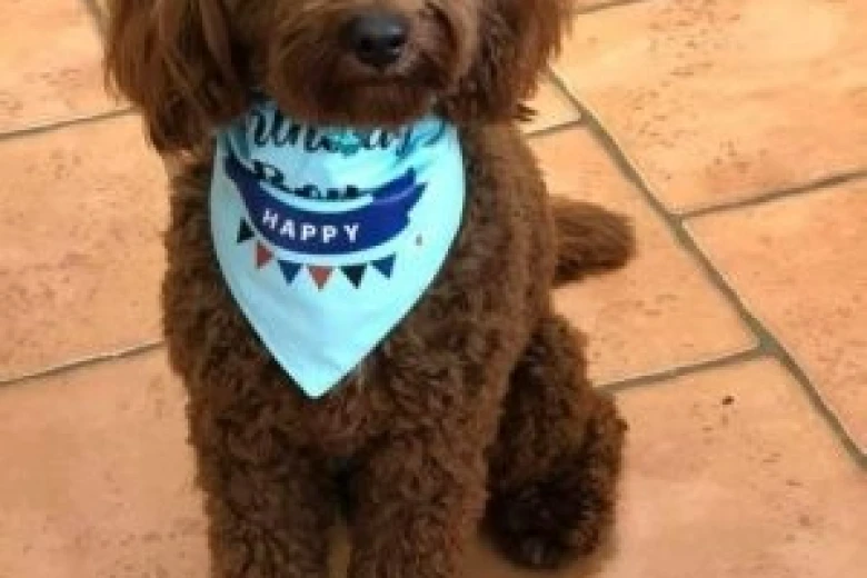 Cockapoo
