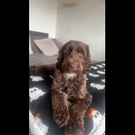 Cockapoo