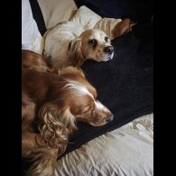 Cocker Spaniel (Working)