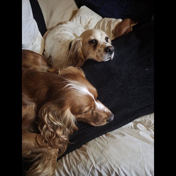 Cocker Spaniel (Working)