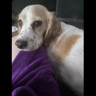 Cocker Spaniel (Working)