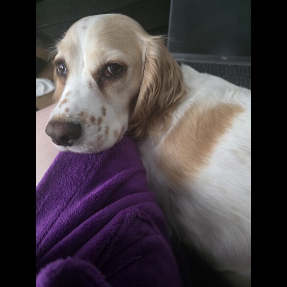 Cocker Spaniel (Working)