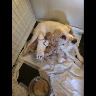 Cocker Spaniel (Working)