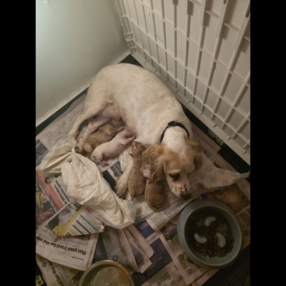 Cocker Spaniel (Working)
