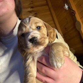 Working Cocker Spaniel