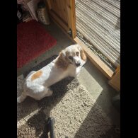 Cocker Spaniel (Working)