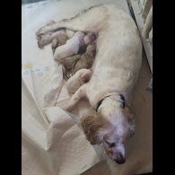 Cocker Spaniel (Working)