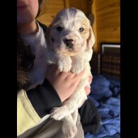 Cocker Spaniel (Working)