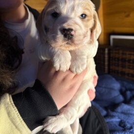 Cocker Spaniel (Working)
