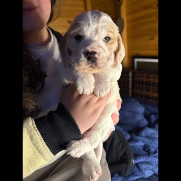 Cocker Spaniel (Working)