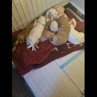 Cocker Spaniel (Working)