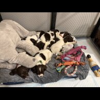 Cocker Spaniel (Show)