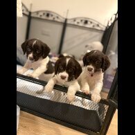 Cocker Spaniel (Show)