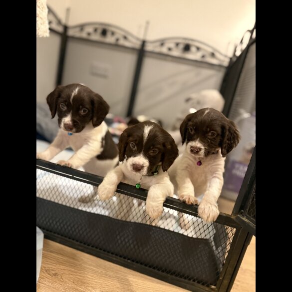 Cocker Spaniel (Show)