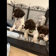 Cocker Spaniel (Show)