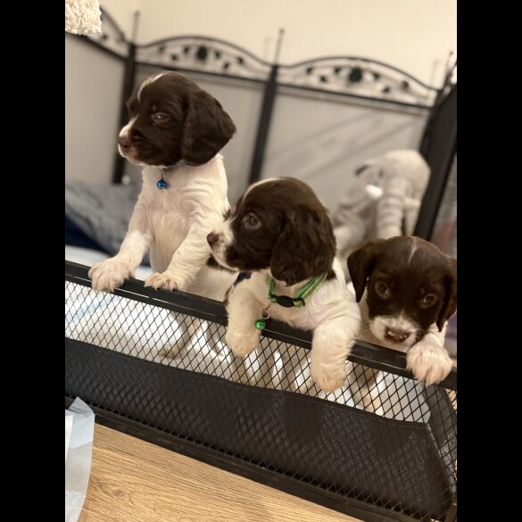 Cocker Spaniel (Show)