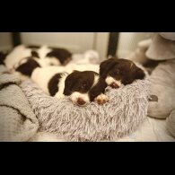 Cocker Spaniel (Show)