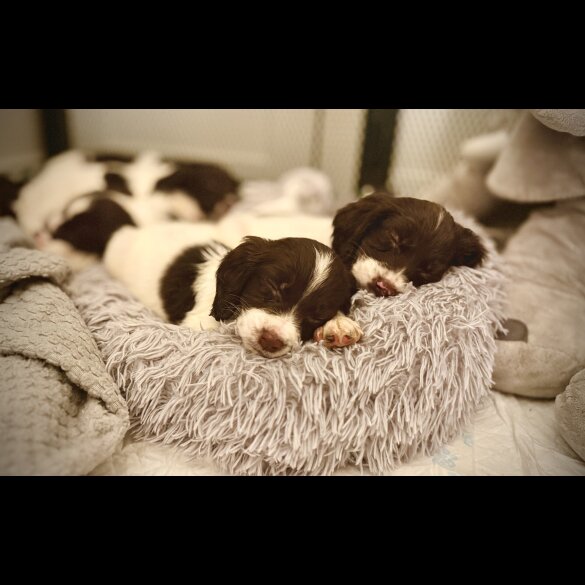 Cocker Spaniel (Show)