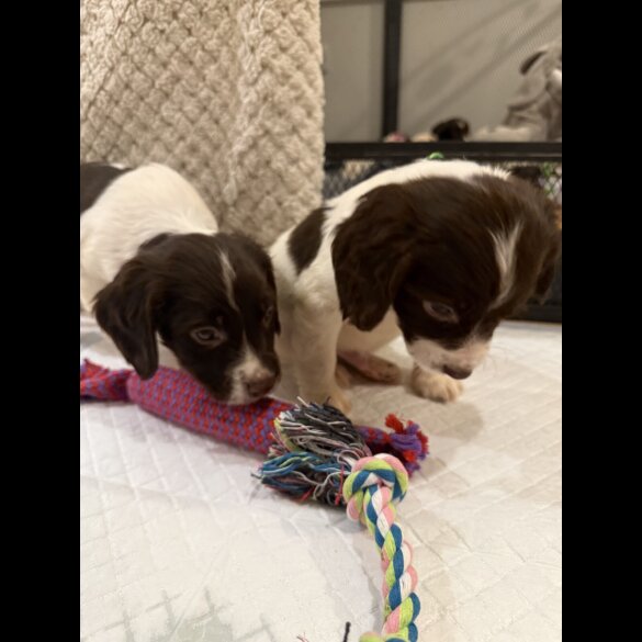 Cocker Spaniel (Show)