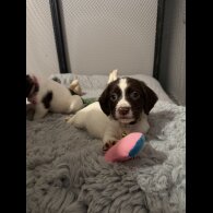 Cocker Spaniel (Show)